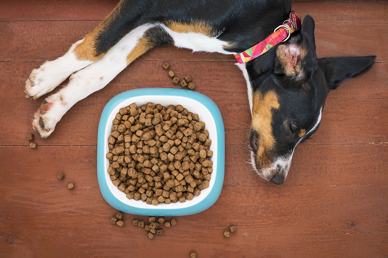 Domowe jedzenie dla psa — oto lista potraw zakazanych￼