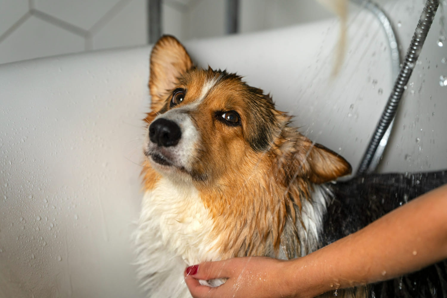 mycie psa w domu